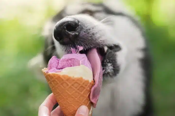 can-dogs-eat-ice-cream