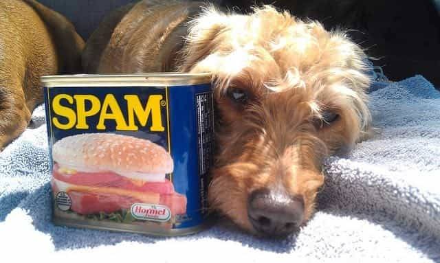 can dogs eat spam?