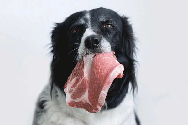 can dogs eat spoiled meat?