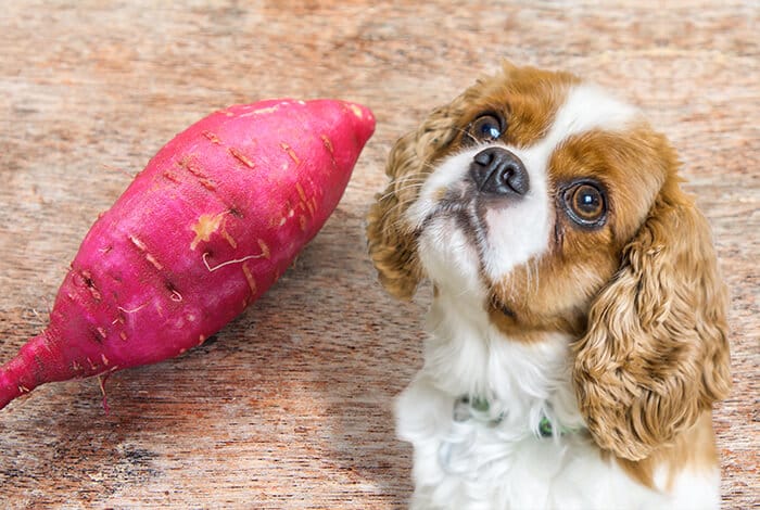 can dogs eat turnip?