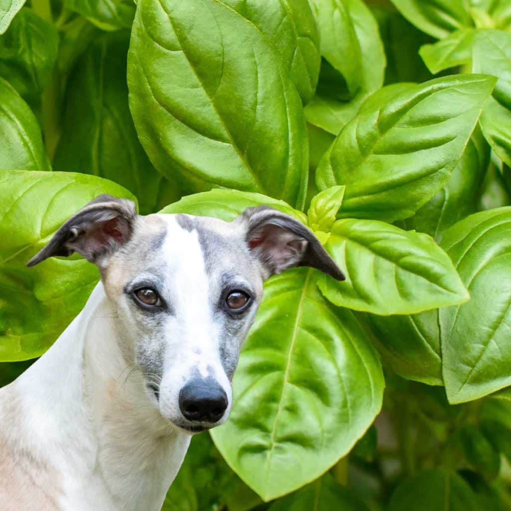 can dogs have basil?