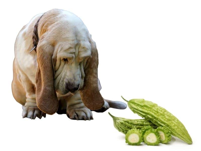 can dogs have bitter melon?