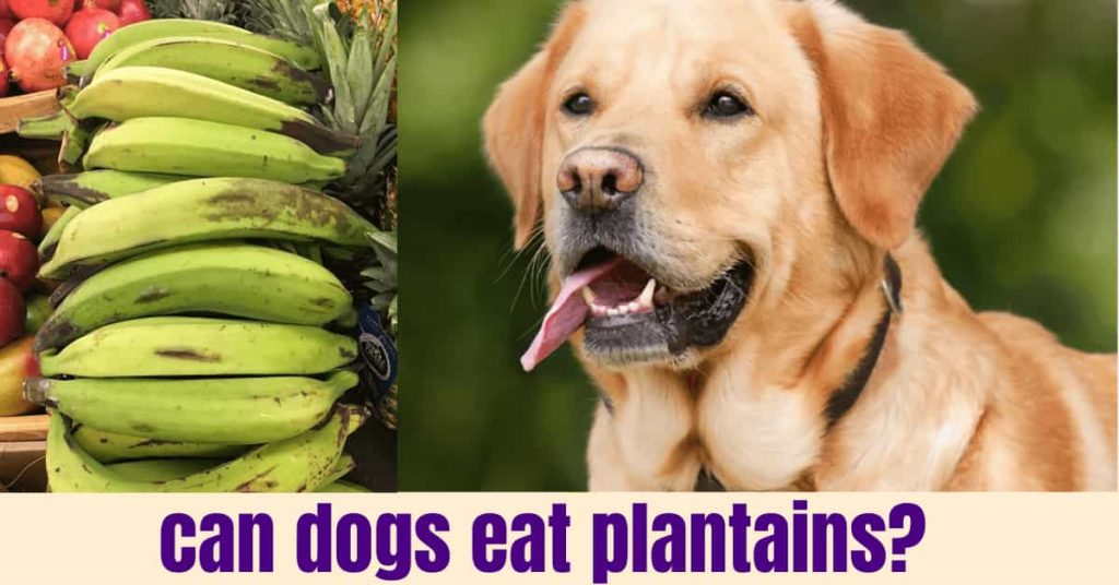 can dogs safely have plantains?