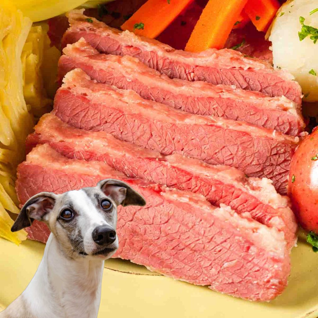 can dogs have brisket?