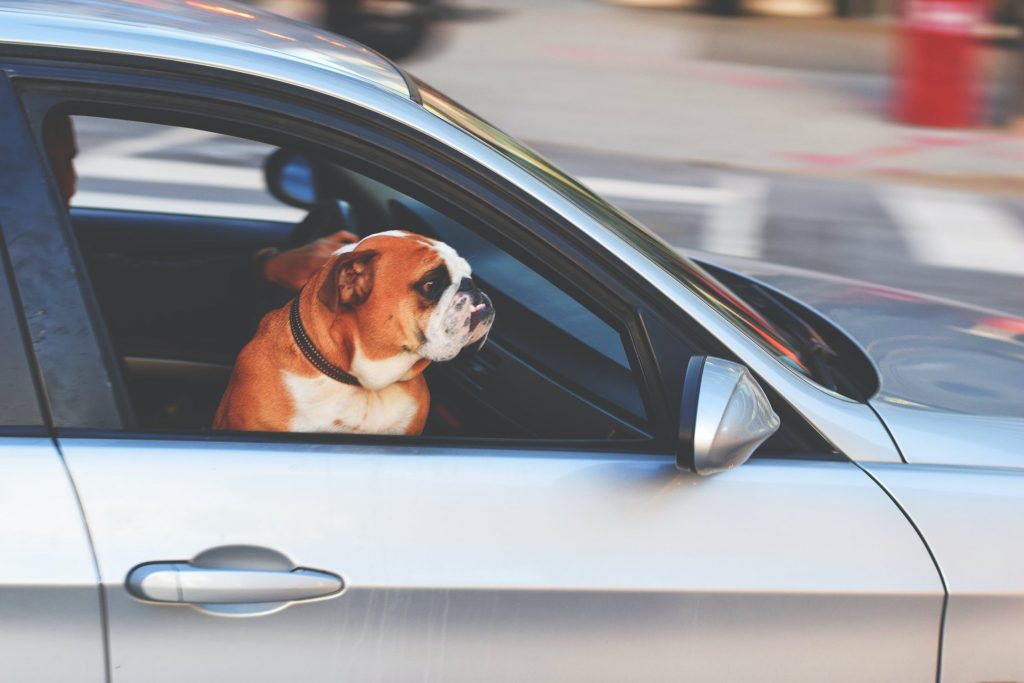 car with dog