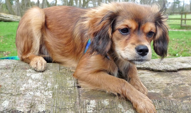 cavapom breed