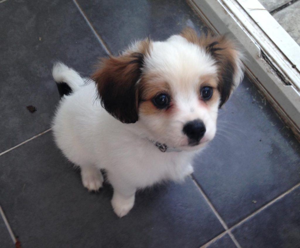 cavapom pup