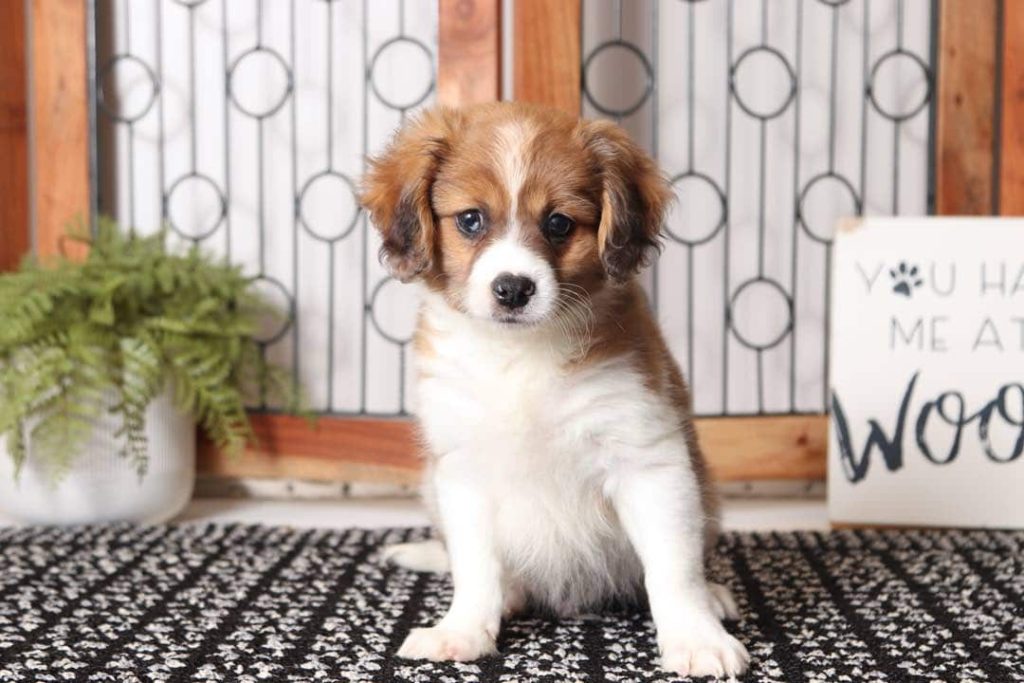 cavapom puppy