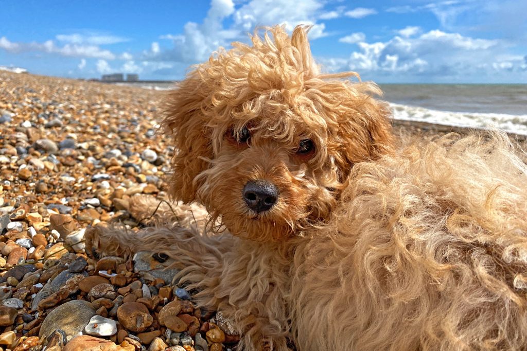 cavapoo dog