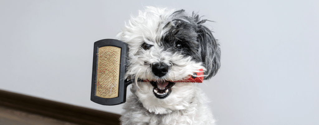 choosing right dog brush