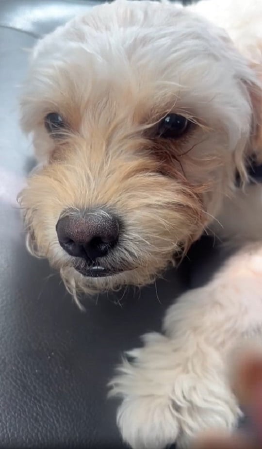 close-up-photo-of-abandoned-dog