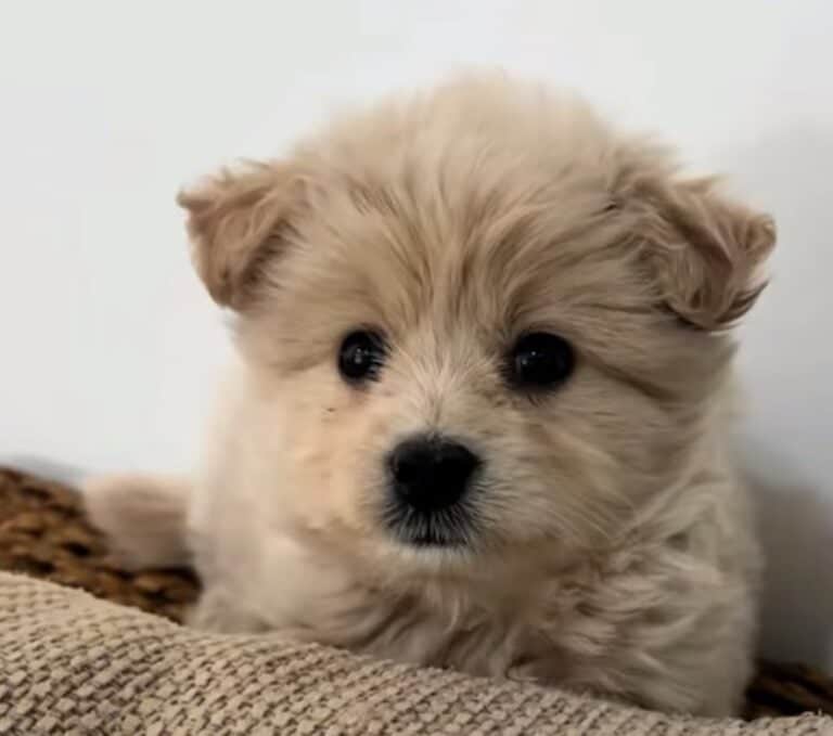 close-up-photo-of-rescued-puppy