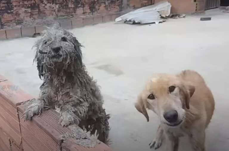 close-up-view-of-two-dogs