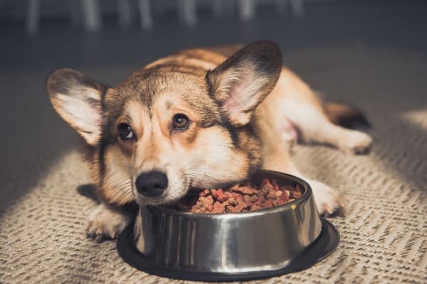 corgi with expired dog food