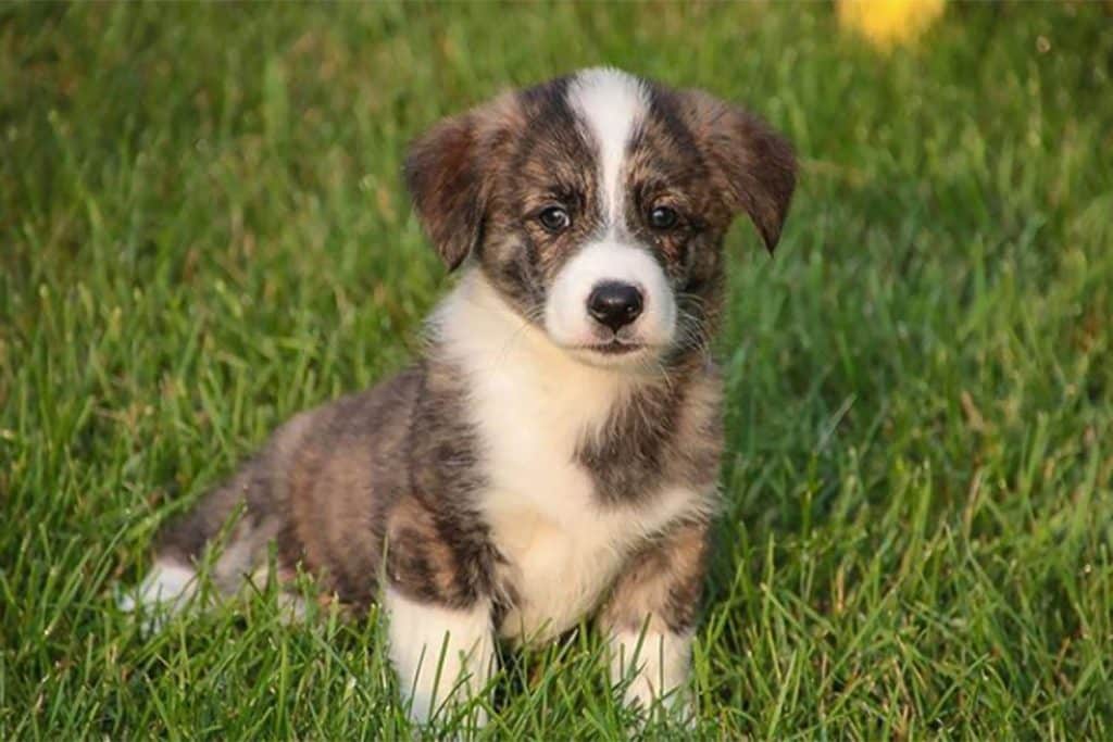 corgipoo-brindle-white-puppy