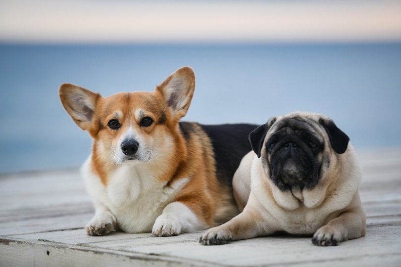 cute-adorable-pug-and-corgi-outside