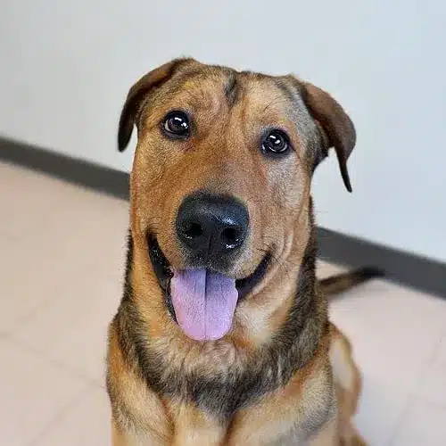 cute-brown-dog-sitting