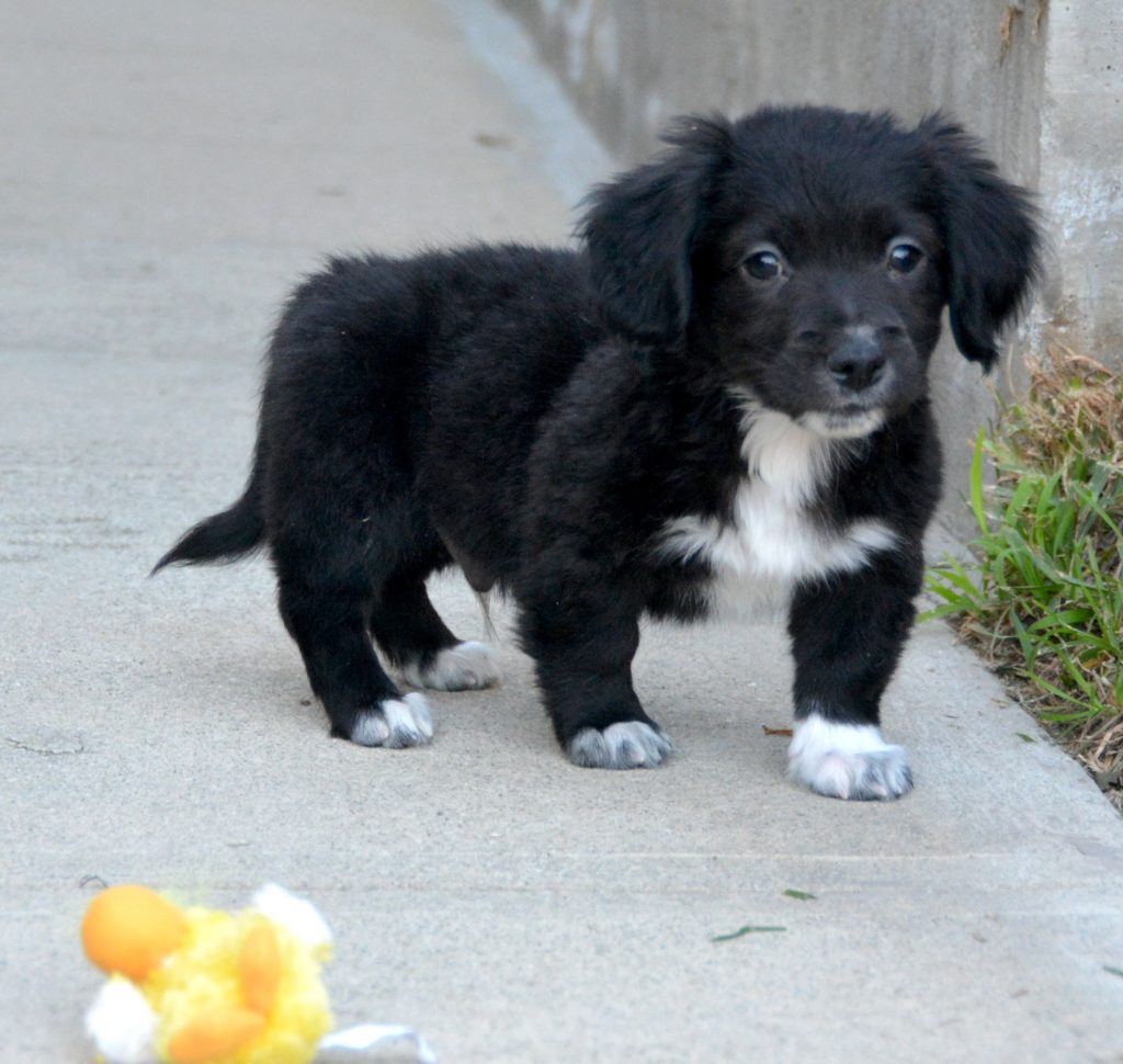 dachsi apso dog