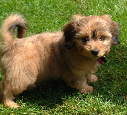 dachsi apso puppy