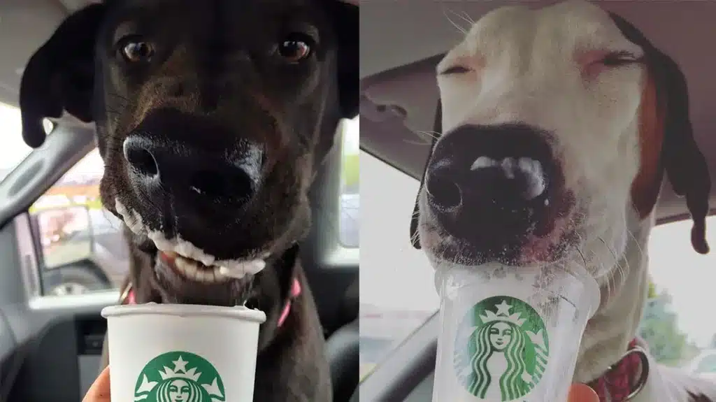 does starbucks allow dogs?