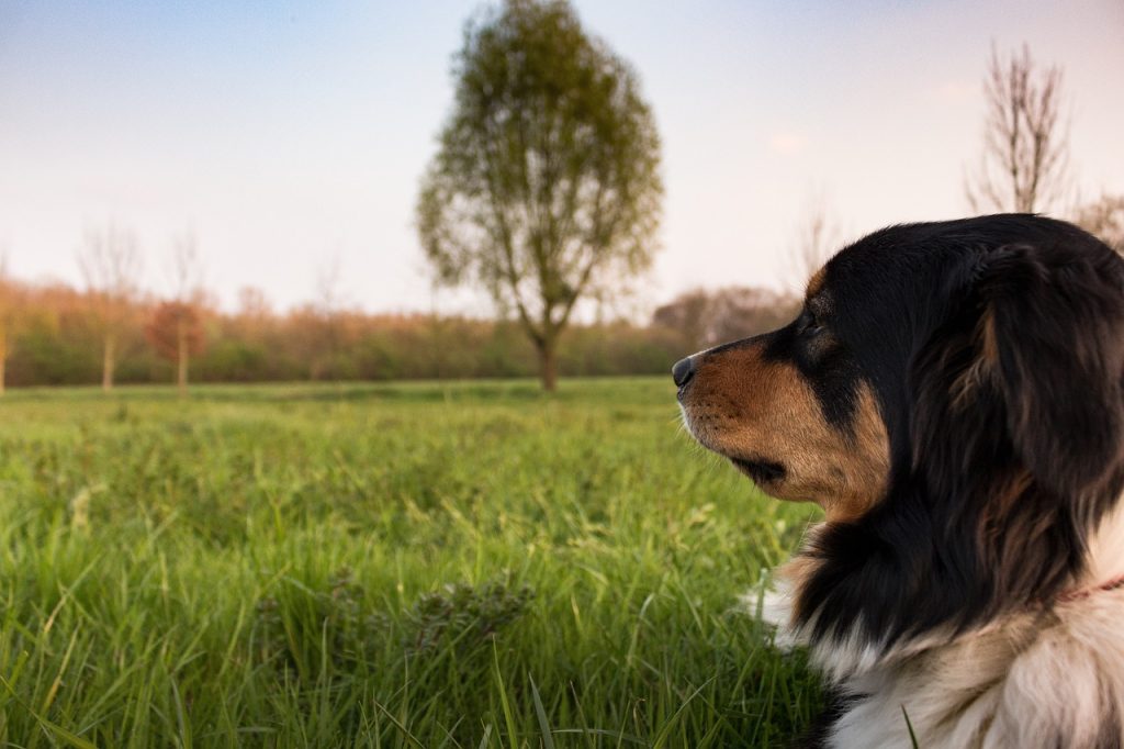 How to Prevent Dog Biting Through Effective Training Methods