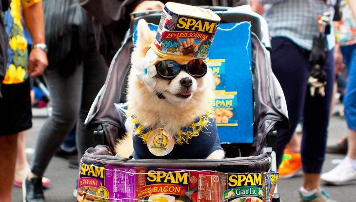 dog and spam