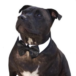 dog bow tie collar