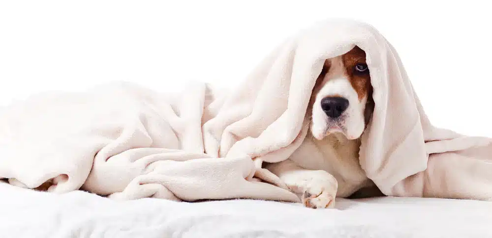 dog covered in blanket