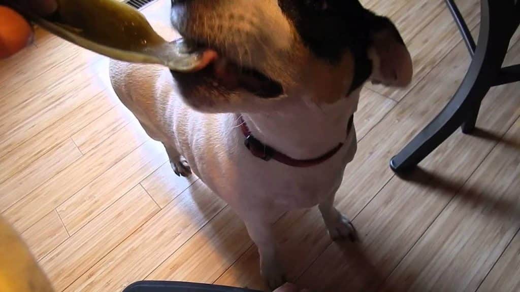 dog eating artichoke