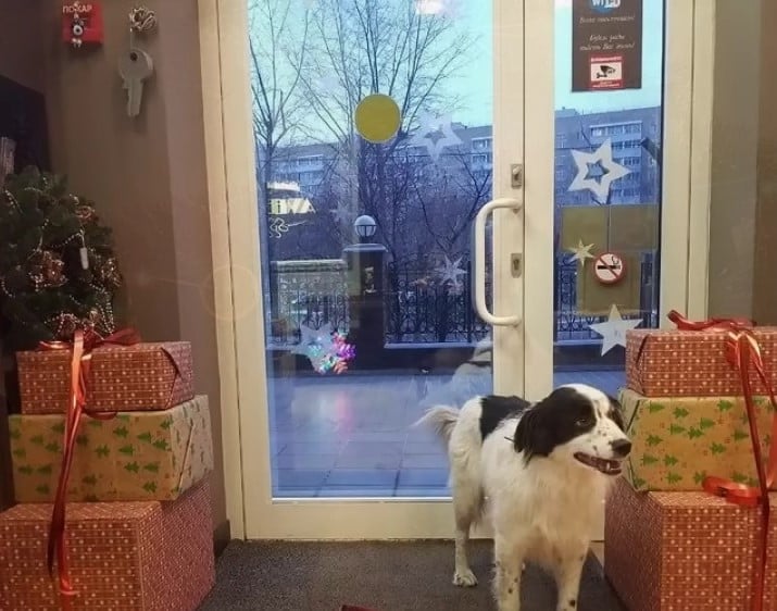 dog-for-christmas