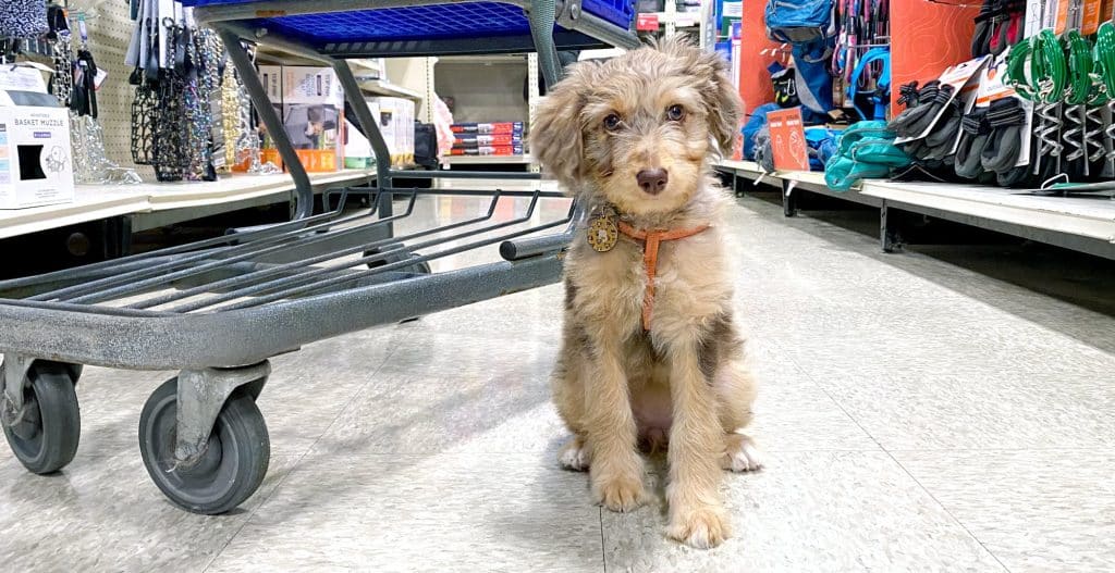 dog-friendly-stores-puppy-sitting-shopping-cart-petsmart-aisle