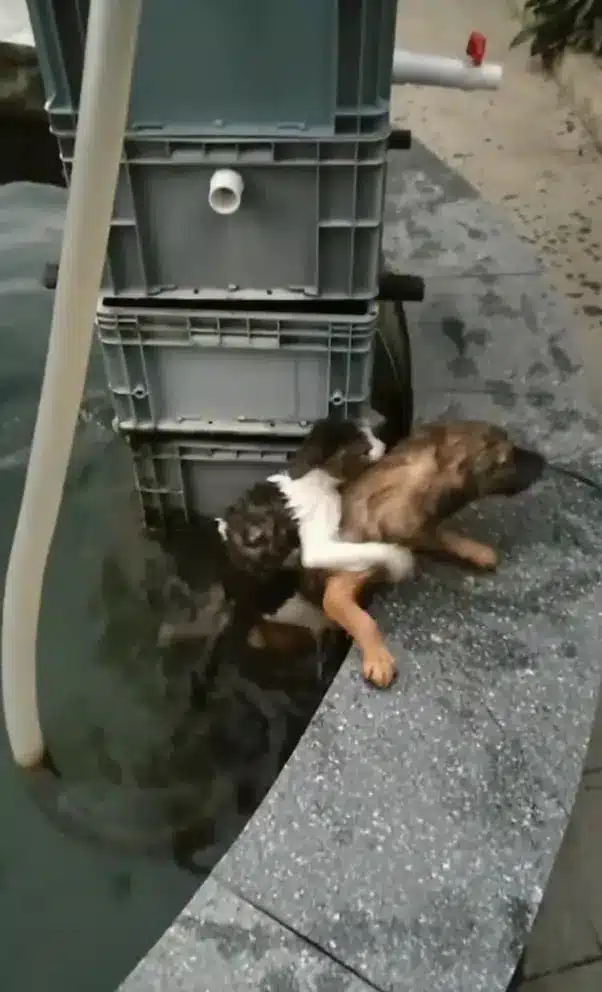 dog-gets-a-drowning-cat-out-of-the-water