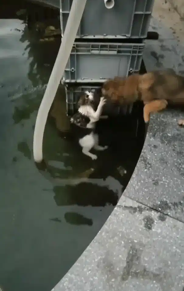 dog-helping-cat-get-out-of-the-water