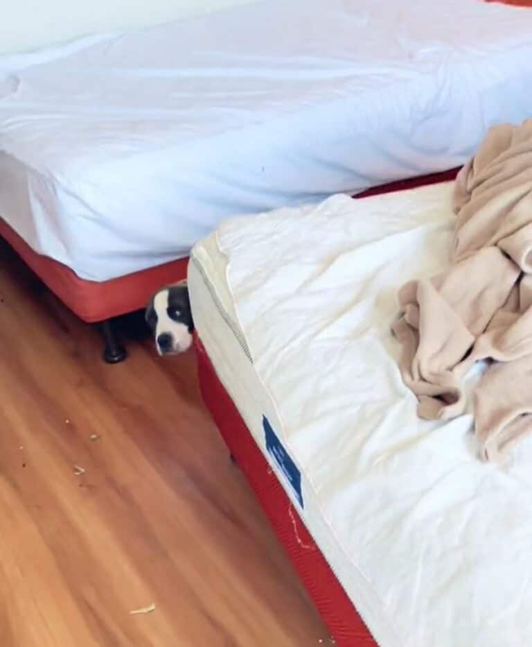 dog-hiding-behind-bed