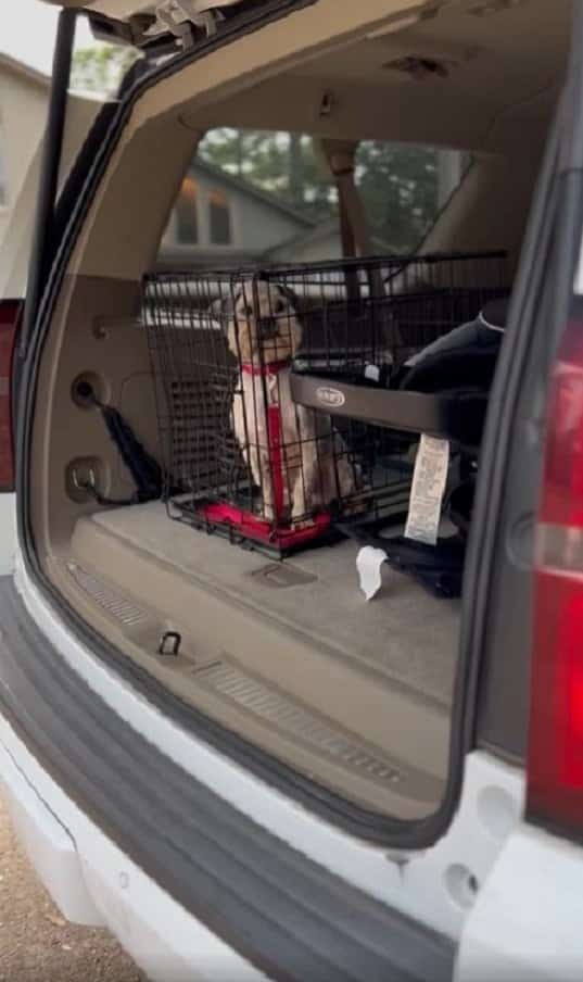 dog-in-a-crate-in-the-trunk-of-a-car