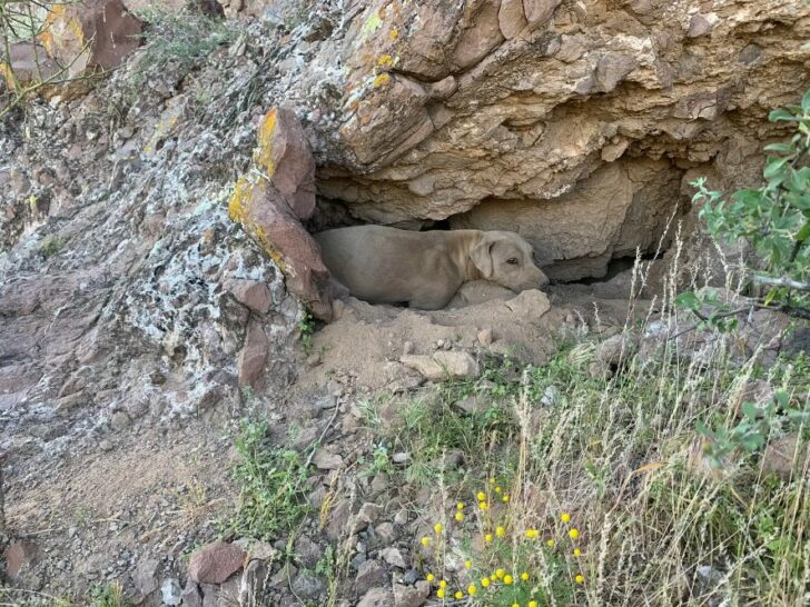 dog-in-mountains