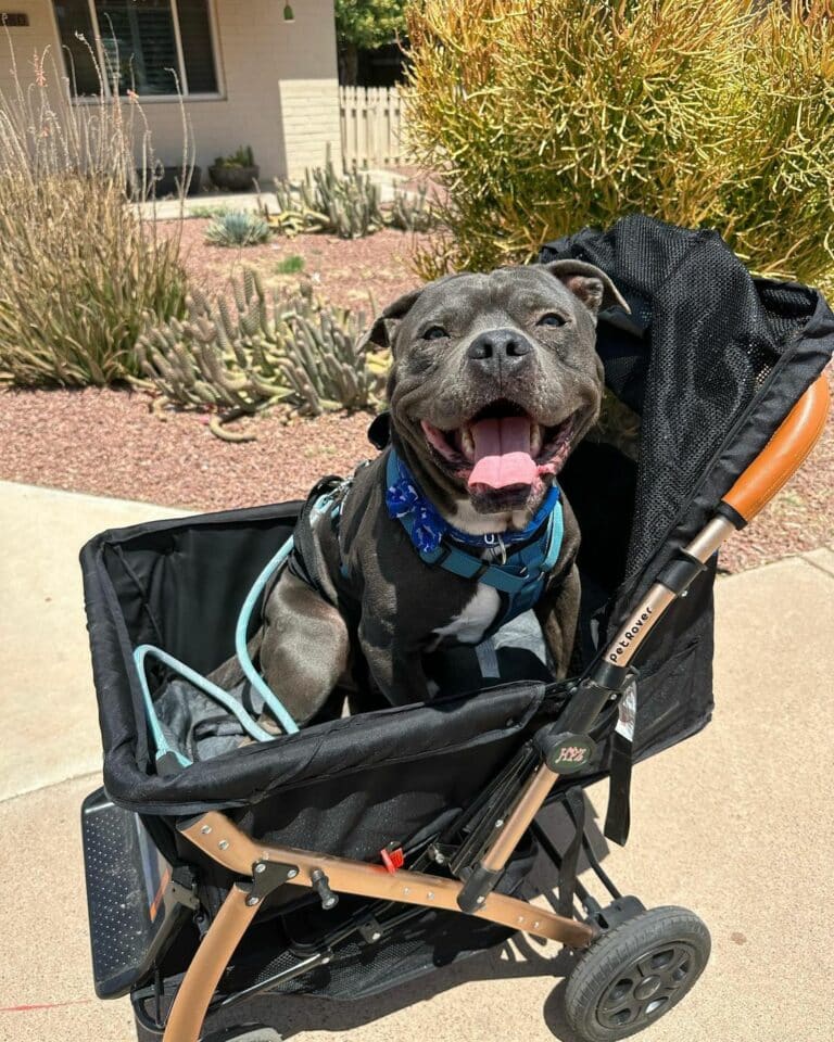 dog-in-the-babychair