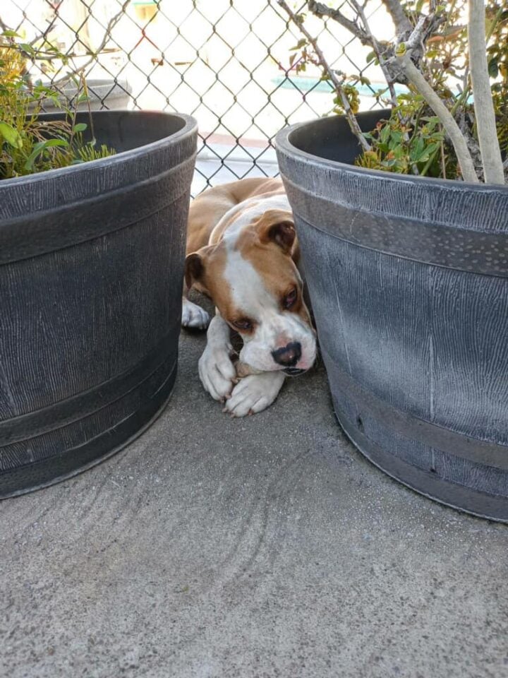 dog-laying-near-two-pots