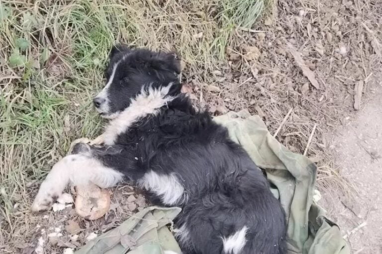 dog-lying-near-the-road