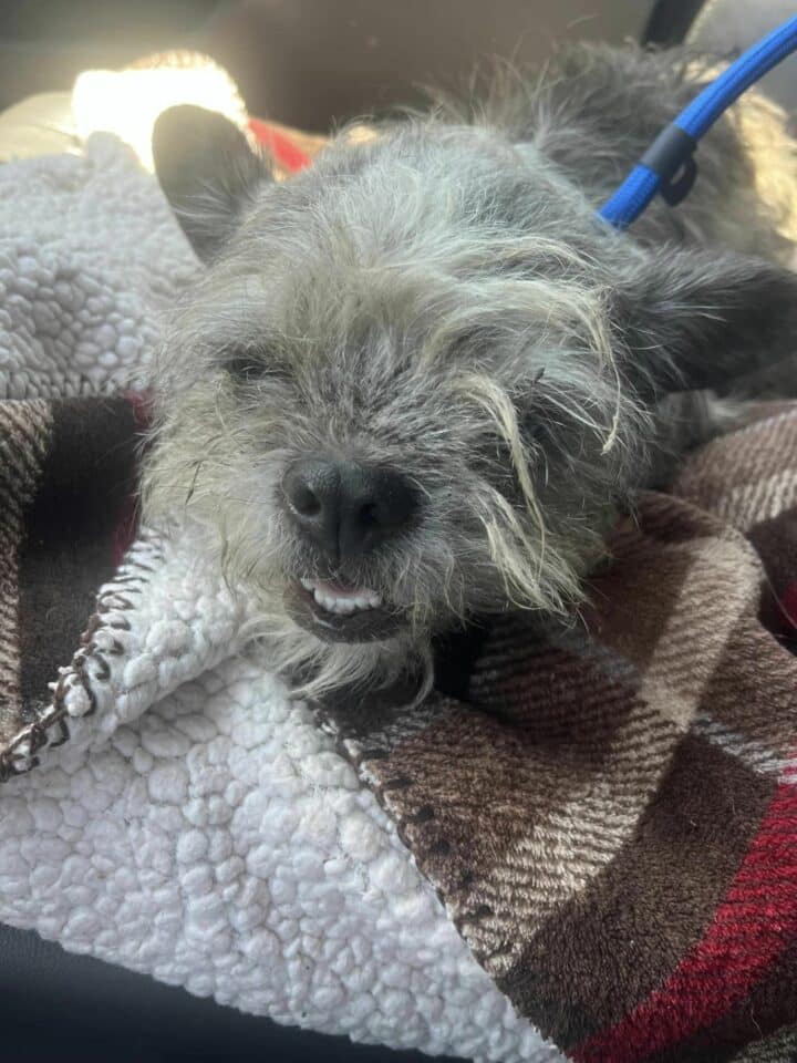 dog-lying-on-a-blanket