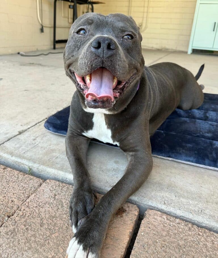 dog-lying-on-the-doorside