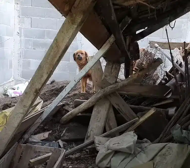 dog-on-a-pile-of-wood