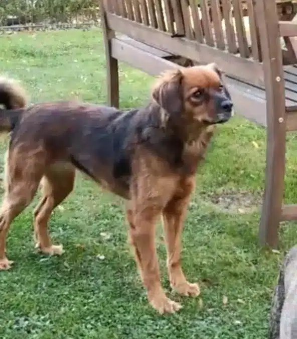 dog-on-grass-next-to-a-bench