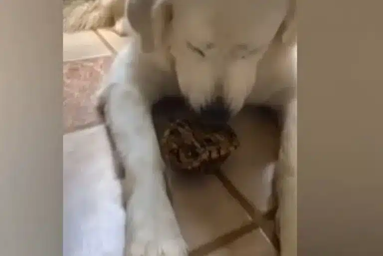 dog-playing-with-turtle