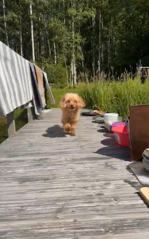 dog-running-on-the-dock