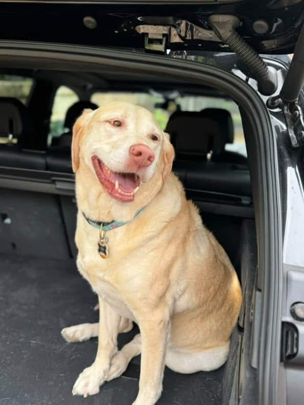 dog-sitting-in-the-trunck-of-a-car