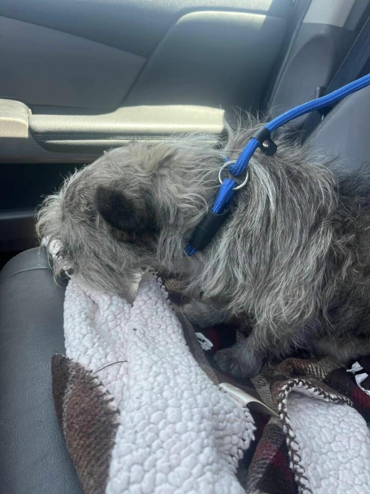 dog-sleeping-in-a-car