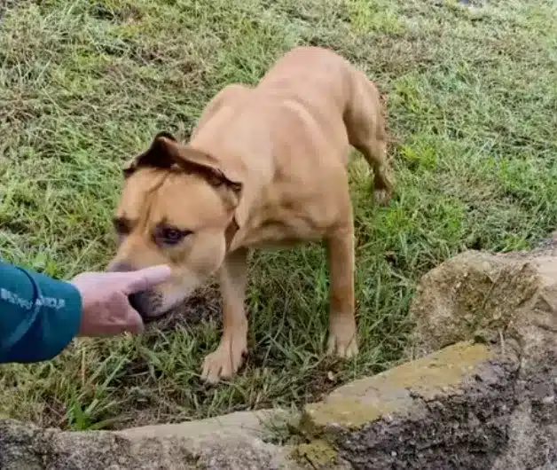 dog-sniffing-mans-hand