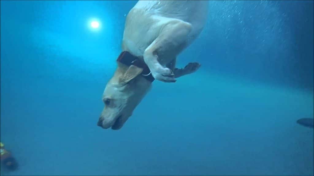 dog swimming underwater