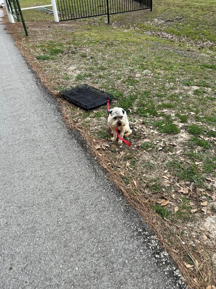 dog-tied-to-a-crate